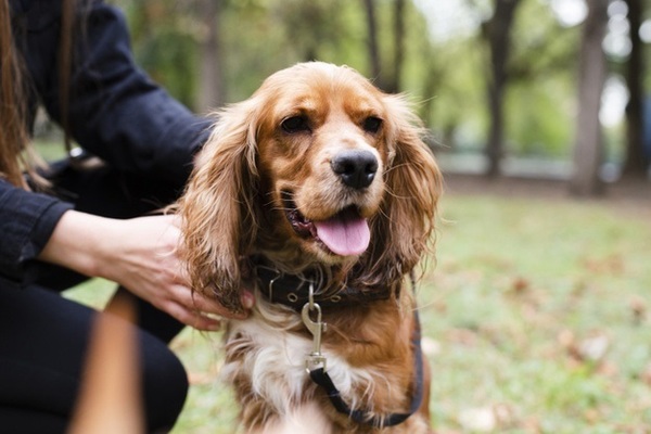 Köpek Severlere Hediye Ne Alınır