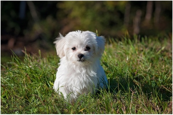 Köpekler Hakkında Bilinmeyenler