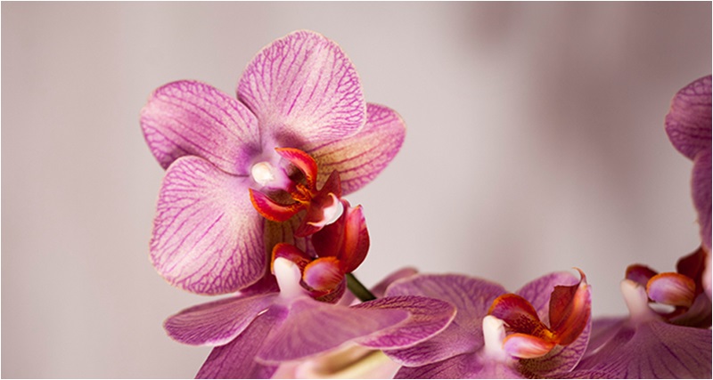 anneye orkide