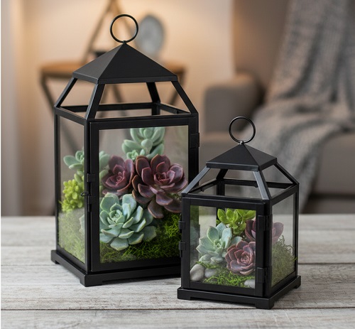 El Yapımı Teraryum Bahçe Önerisi