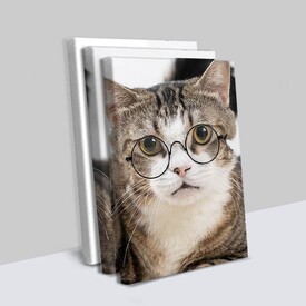  - Gözlüklü Kedi 3 Parçalı Kanvas Tablo