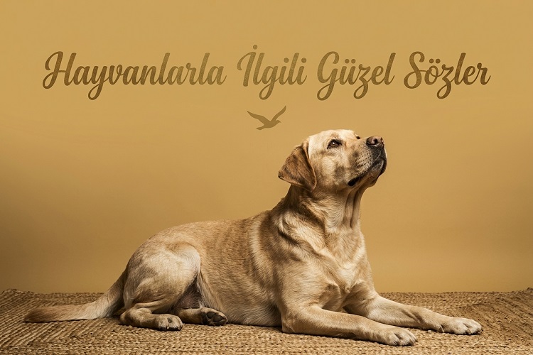 Hayvanlarla İlgili Güzel Sözler