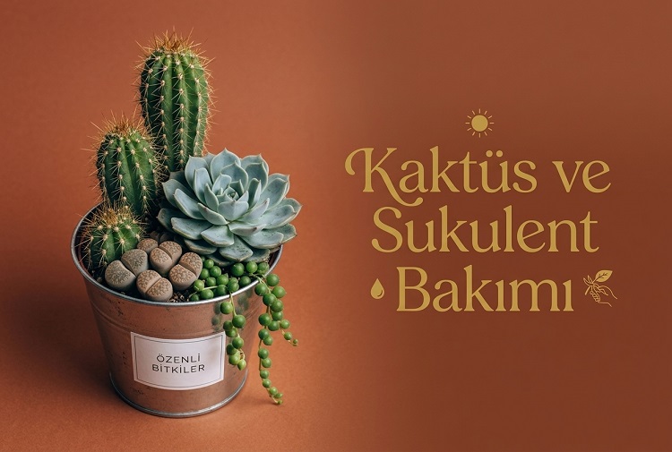 Kaktüs ve Sukulent Bakımı