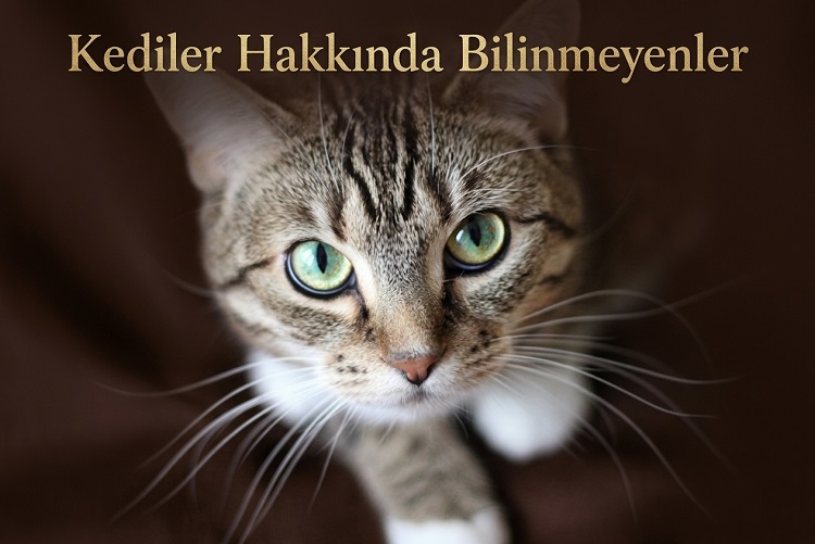 Kediler Hakkında Bilinmeyenler