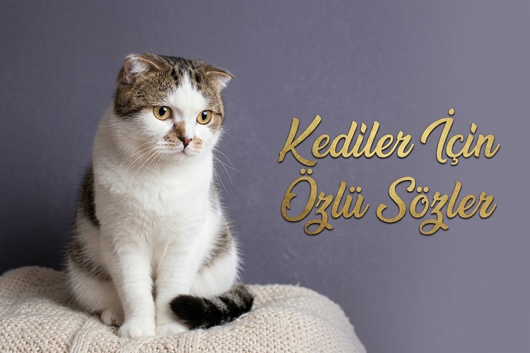 Kediler İçin Özlü Sözler
