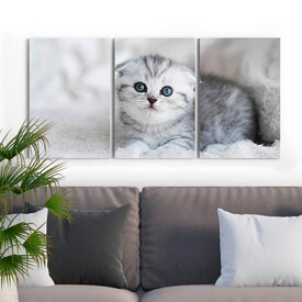 Yavru Kedi 3 Parçalı Kanvas Tablo - Thumbnail